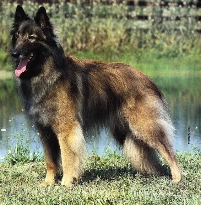 Овчарка тервюрен фото Belgian Shepherd (Tervuren) Pastor belga, Perros pastor belga, Fotos de perros