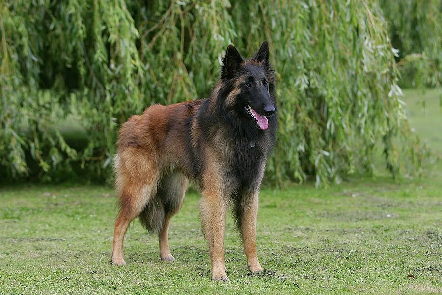 Овчарка тервюрен фото Belgian Tervurens Shepherd 12 Photograph by Bob Langrish - Pixels Merch