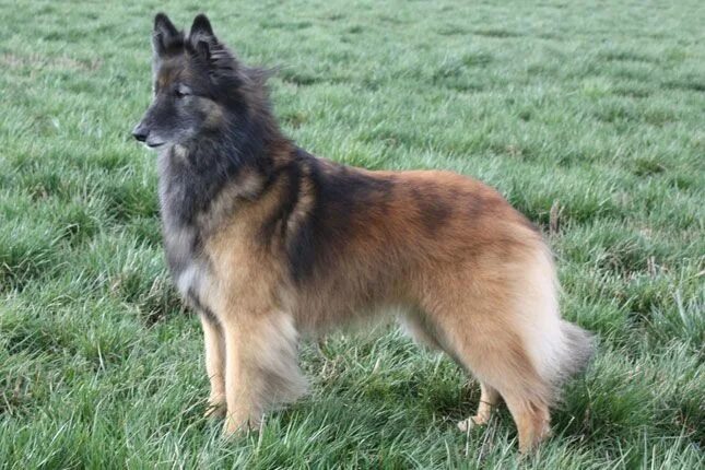 Овчарка тервюрен фото Belgian Tervuren Puppies For Sale & Puppy Breed Info
