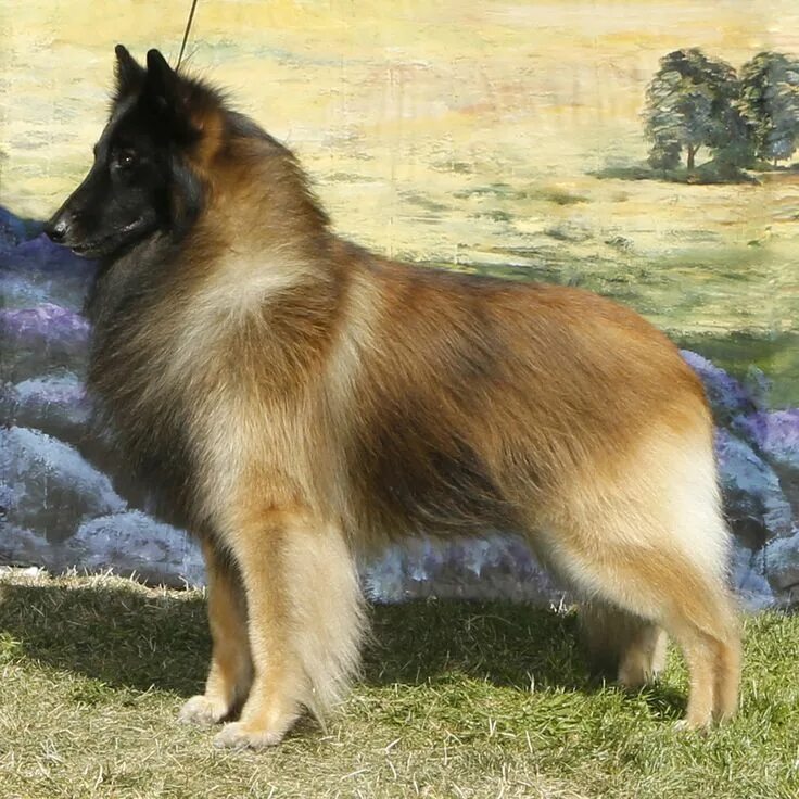 Овчарка тервюрен фото Belgian Tervuren. Dogs, Purebred dogs, Belgian shepherd