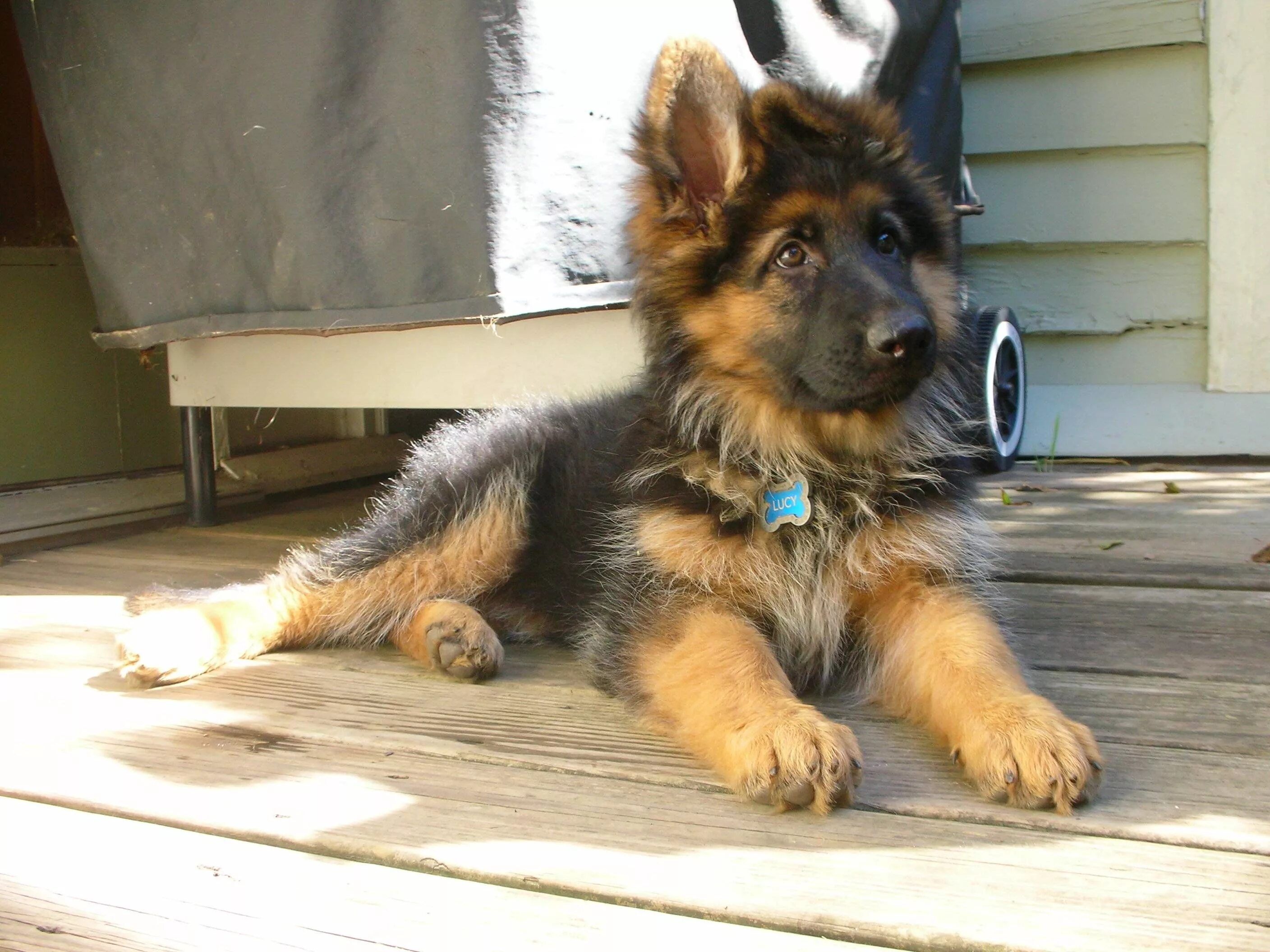 Овчарка три месяца фото Long Haired Sheppard - Imgur German shepherd puppies, Beautiful dogs, Baby anima