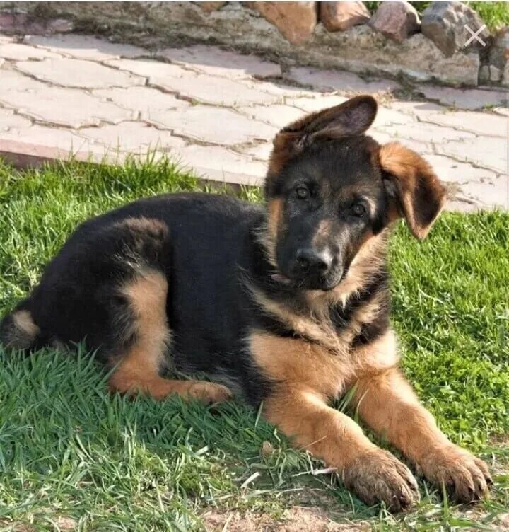 Овчарка три месяца фото REPOST. The German Shepherd Dog is missing. 3 months. Verne's nickname. There's 