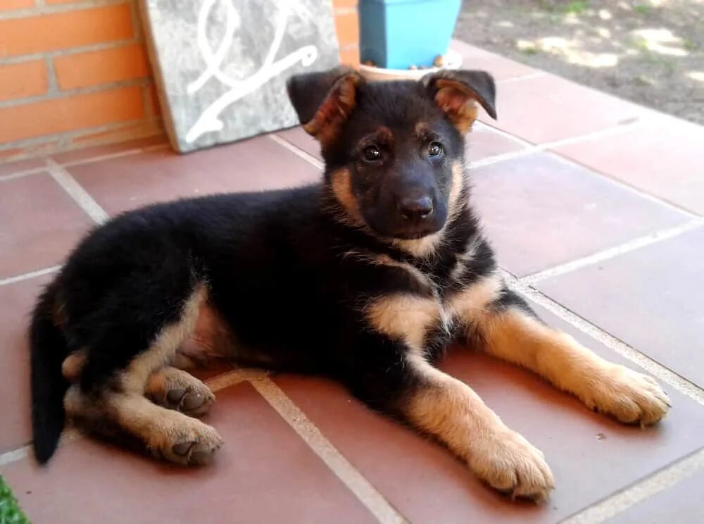 Овчарка три месяца фото how much to feed 3 month old german shepherd Purchase - 64