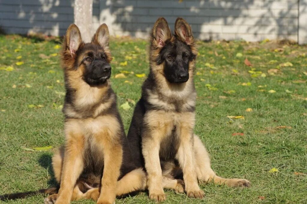 Овчарка три месяца фото Missing dog mongrel color similar to the sheepdog muzzle too, the last time was 