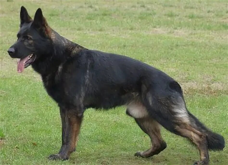 Овчарка виды пород с фото 10 популярных идей на тему "czech shepherd" для вдохновения