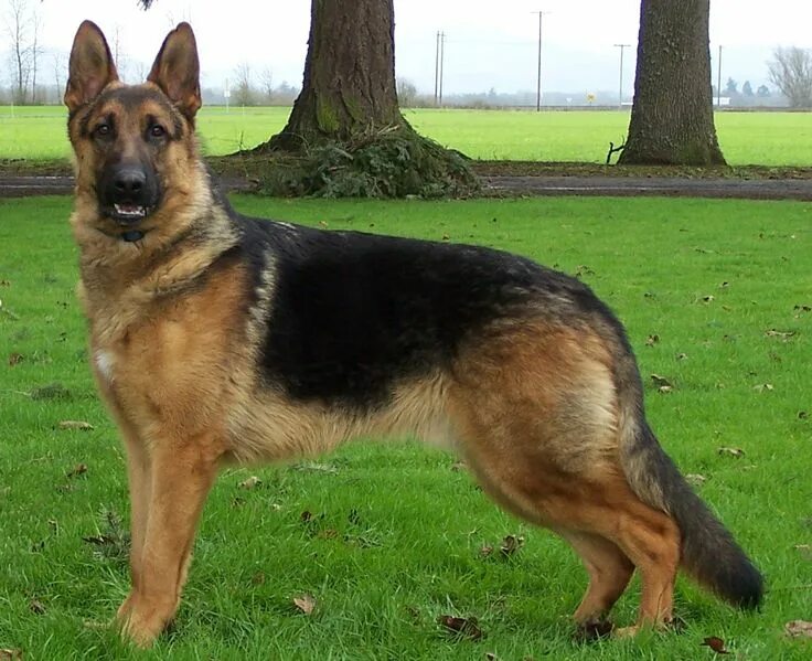 Овчарка виды пород с фото Schutzhund German Shepherds Shepherd puppies, Big german shepherd, Schutzhund ge
