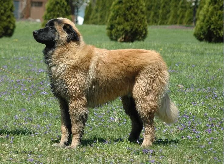 Овчарка виды пород с фото Файл:Estrela Mountain Dog 6 month old male.jpg - Википедия