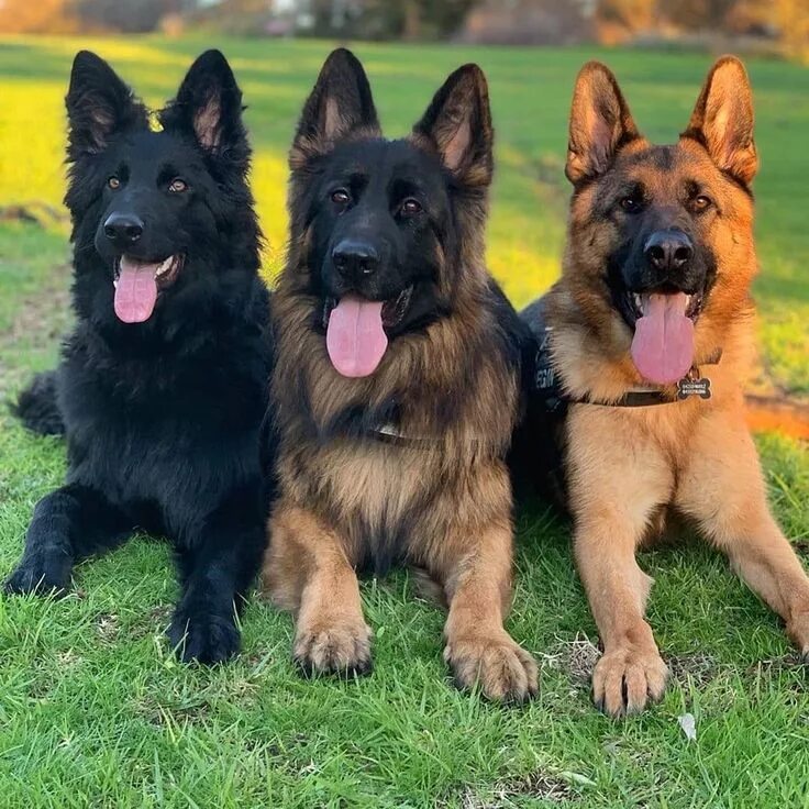 Овчарка виды с фото и описанием German Shepherd Dog (GSD) German shepherd dogs, German shepherd puppies training