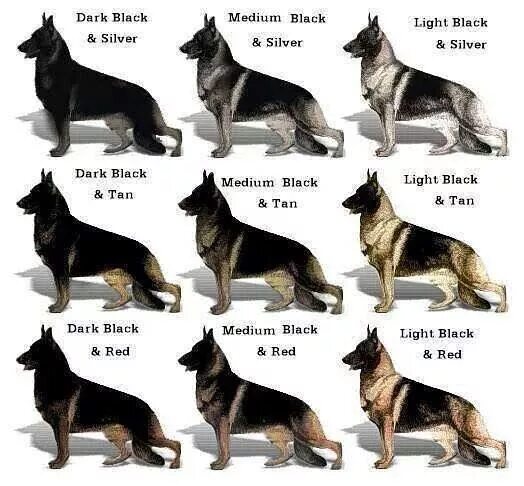 Овчарка виды с фото и описанием Image may contain: dog and text German shepherd puppies training, German shepher