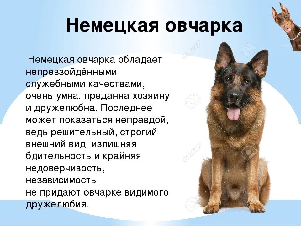 Овчарка виды с фото и описанием Пес описание