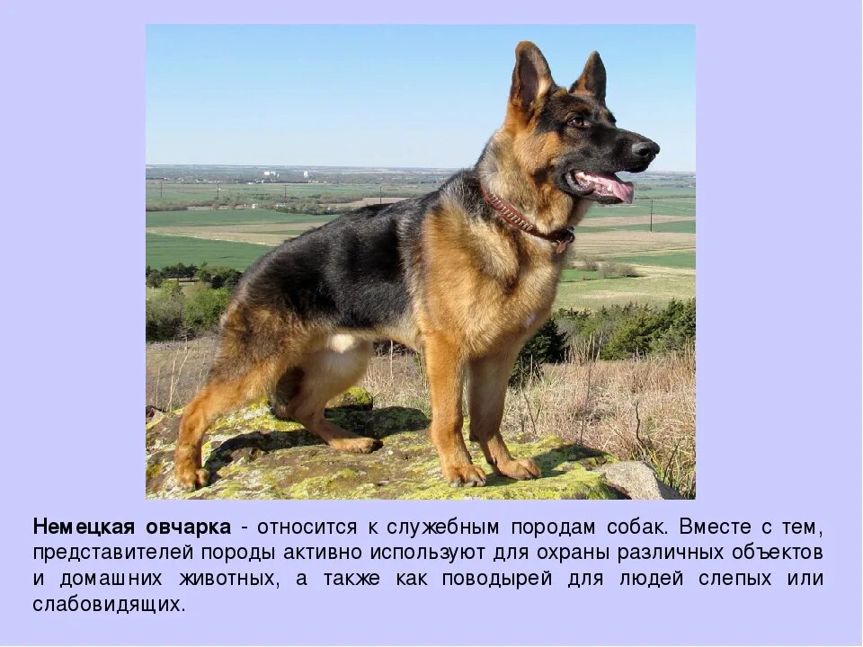 Овчарка виды с фото и описанием Немецкая овчарка характер породы - найдено 90 картинок