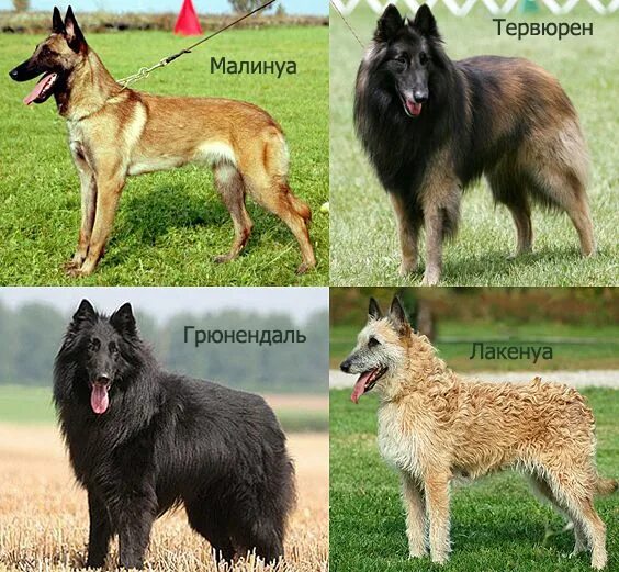 Овчарка виды с фото и описанием бельгийская овчарка: малинуа, тервюрен, грюнендаль, лакенуа Овчарка, Собаки, Жив