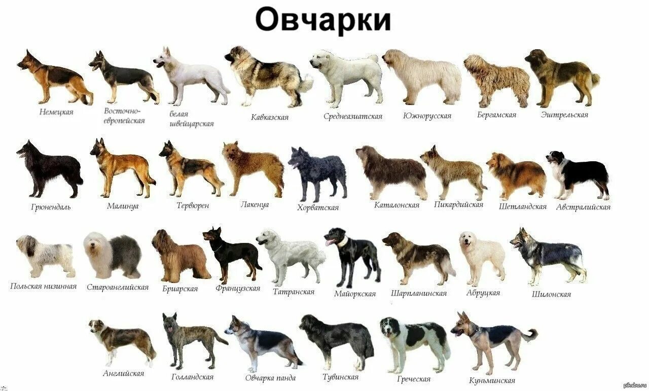 Овчарка виды с фото и описанием Разновидности овчарок с фотографиями и названиями
