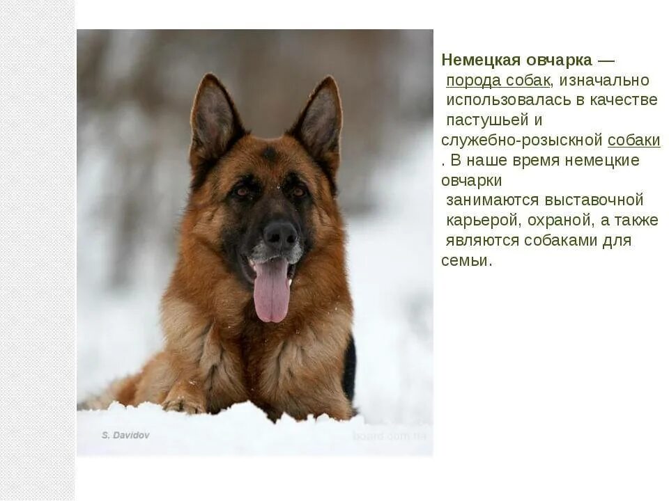 Овчарка виды с фото и описанием Характеристика и обширное описание немецкой овчарки - все, что вам нужно знать о