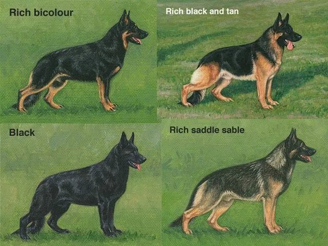Овчарка виды с фото и описанием Pin en German Shepherd Puppies