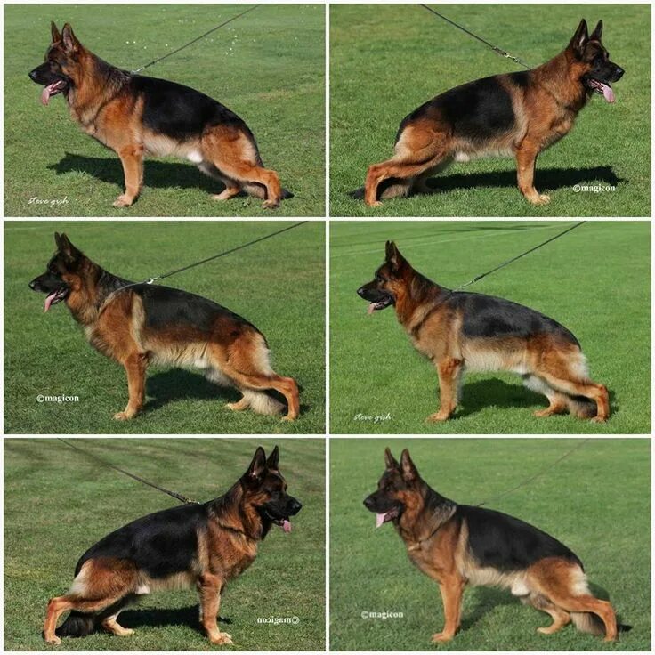 Овчарка виды с фото и описанием Pin by Ратникова on питомник "САН ИРИНХОФ" German sheperd dogs, German shepherd 