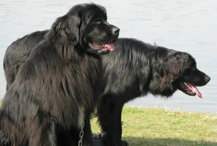 Овчарка водолаз фото A pair of black Newfoundlands Dog breeds, Large dog breeds, Working dogs