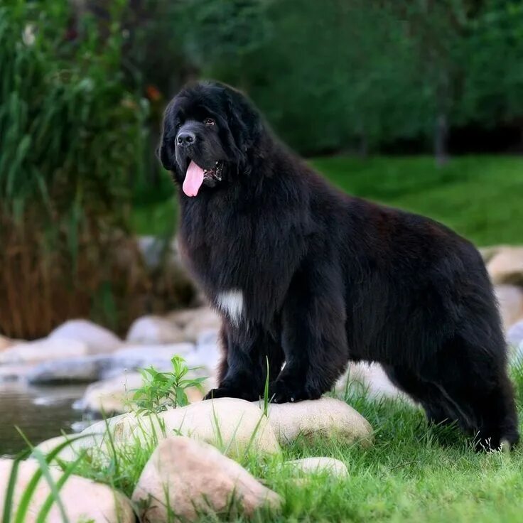 Овчарка водолаз фото The Newfoundland is a giant, muscular and strong dog that is equipped with a dou