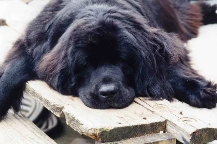 Овчарка водолаз фото Newfoundland Dogs - big teddy bear Newfoundland dog, Dog life, Fluffy dogs