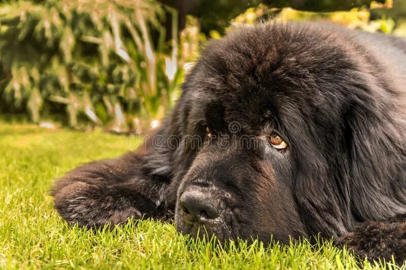 Овчарка водолаз фото Lying Newfoundland Dog. Close-up of a Newfoundland Dog Head. the Dog is Resting 