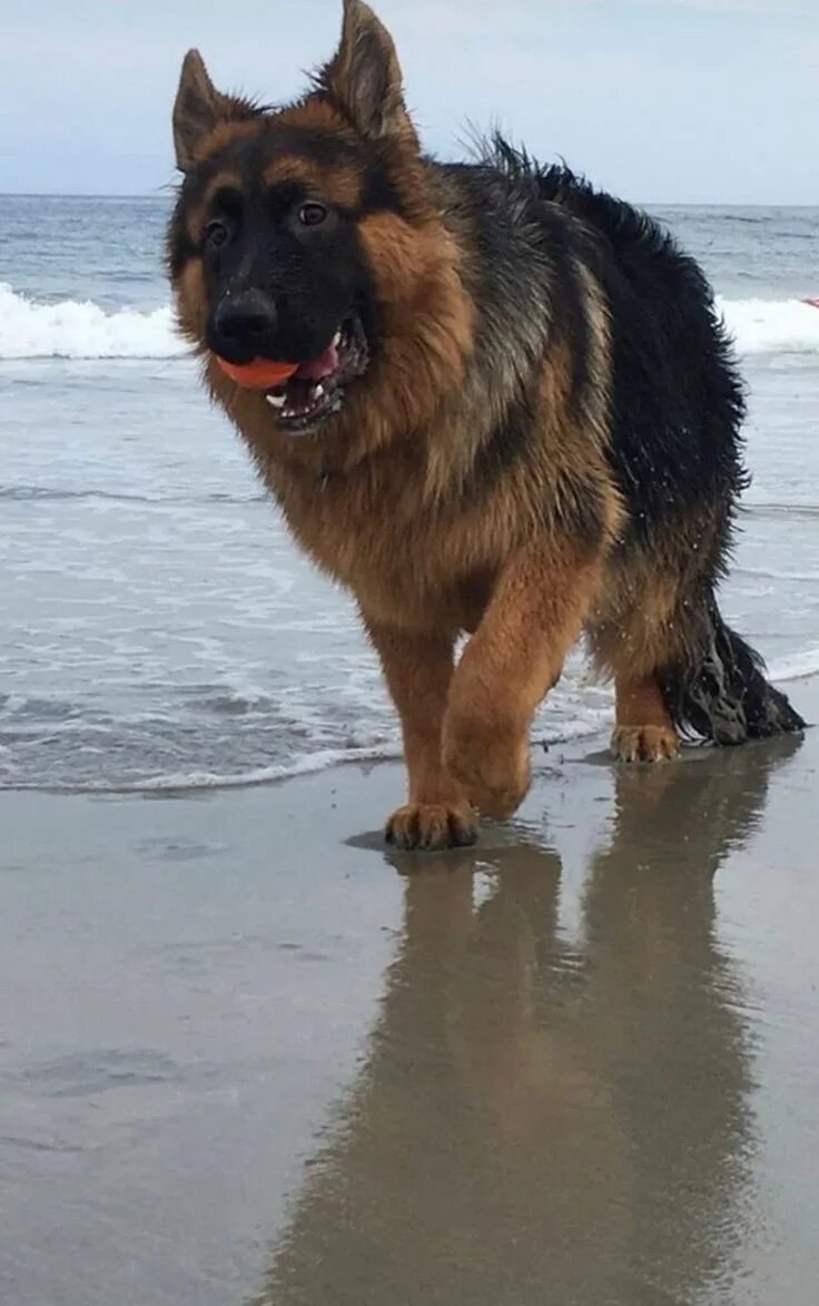 Овчарка водолаз фото Pin by Barbara rathmanner on Schäferhunde German sheperd dogs, Alsatian dog, Bea
