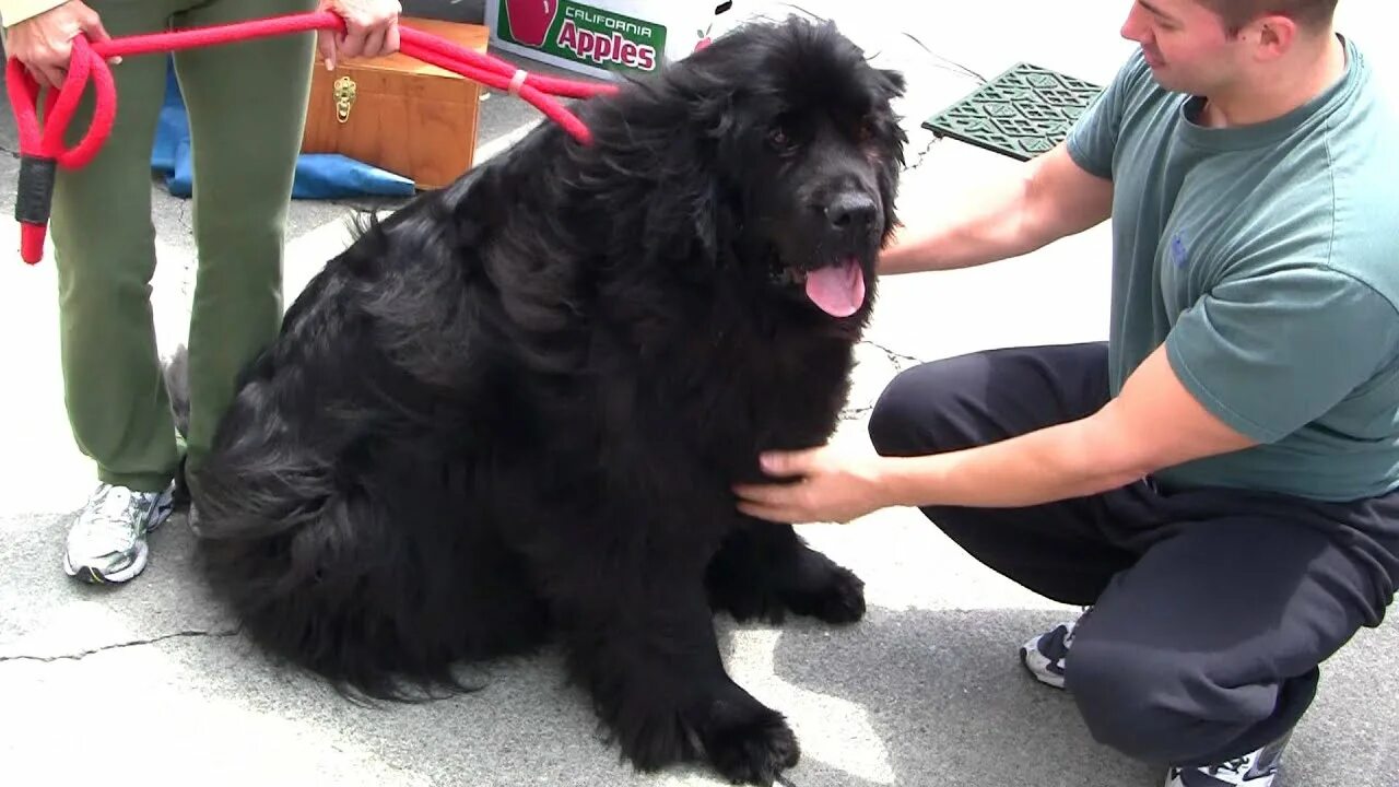 Овчарка водолаз фото Big Cute Newfoundland Dog - 1080P HD - YouTube