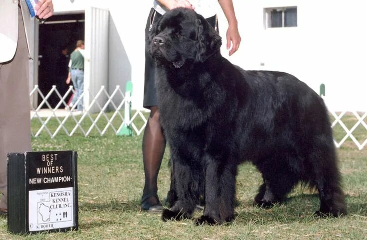 Овчарка водолаз фото 20 Cool Facts About the Newfoundland Dog Breed Newfoundland dog, Dog breeds, Dog