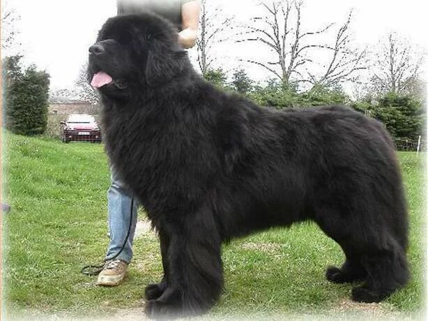 Овчарка водолаз фото Newfoundland. Gentle giant Big fluffy dogs, Newfoundland dog, Large dog breeds