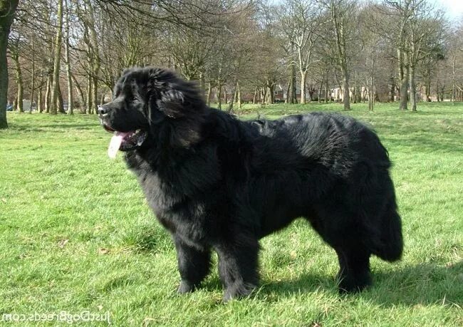 Овчарка водолаз фото big breed dogs that don't shed Dog breeds that dont shed, Dog breeds, Dogs