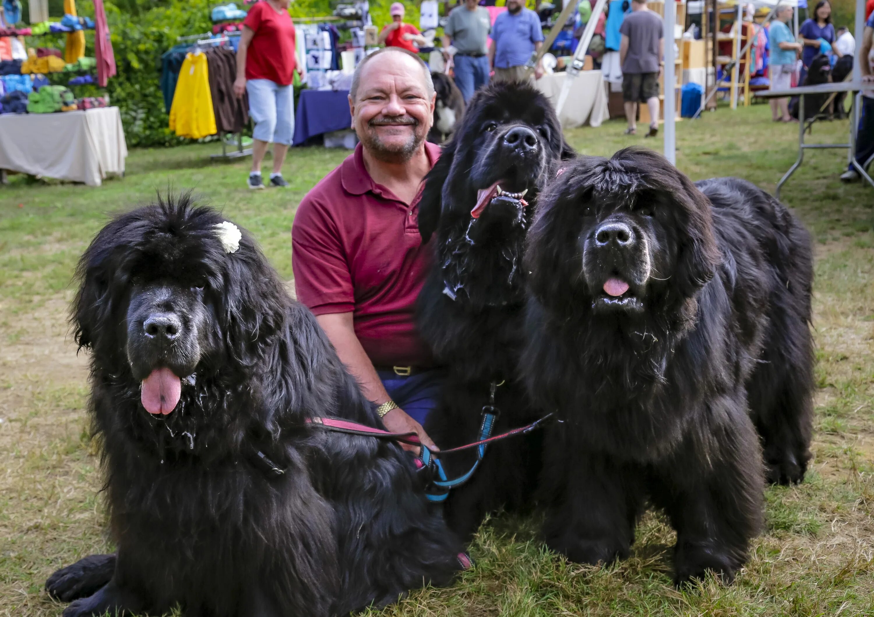 Овчарка водолаз фото newfie stuff Purchase - 59