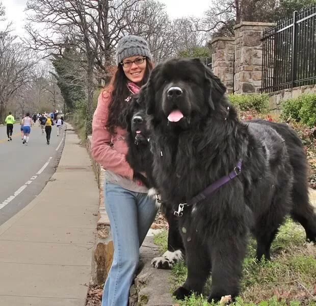 Овчарка водолаз фото Giant Newfoundland Dog Breed
