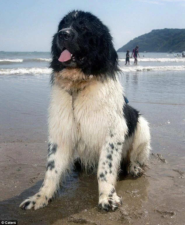 Овчарка водолаз фото Loading... Newfoundland dog, Dogs, Water dog