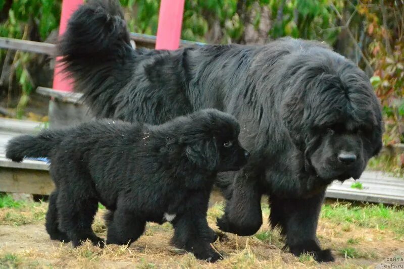Овчарка водолаз фото Photo № 231334 - Selection - Photos - Newfs.info :: Newfoundland breed