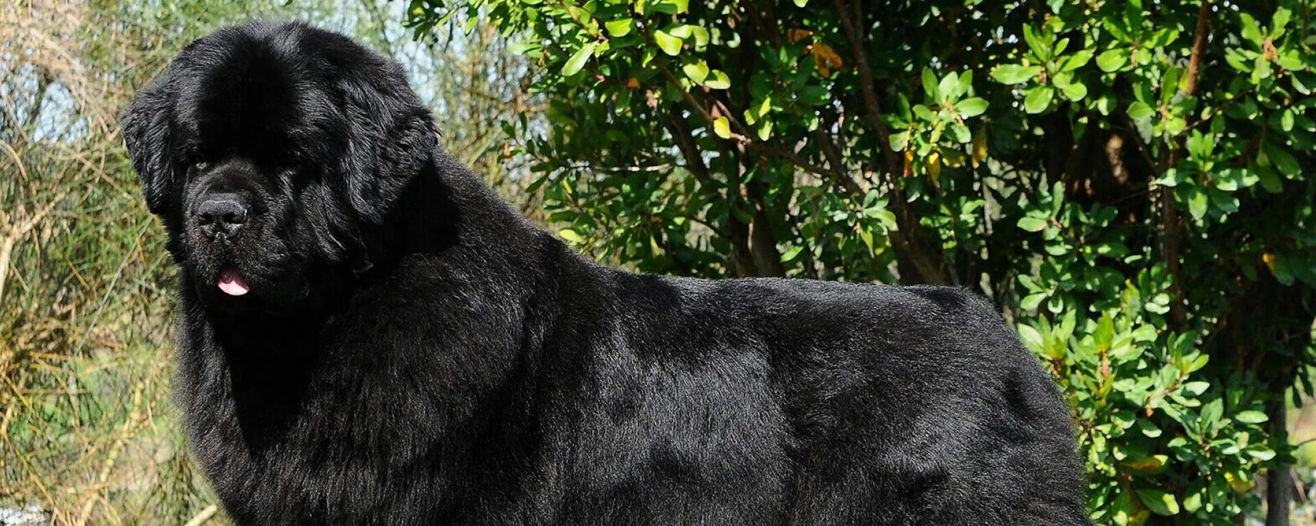 Овчарка водолаз фото Ньюфаундленд - описание и характеристика породы, вес и рост собаки