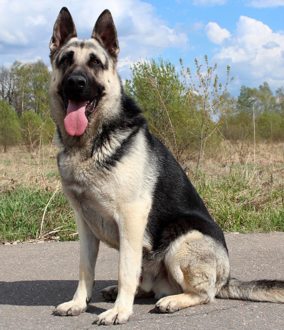 Овчарка восточно европейская фото взрослой собаки Pin on PETS in 2024 German sheperd dogs, Beautiful dogs, St bernard dogs