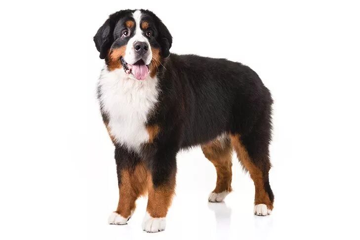 Овчарка зенненхунд фото Bernese Mountain Dog Dog Breed Information Burnese mountain dog, Mountain dog br