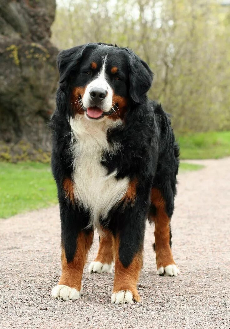 Овчарка зенненхунд фото З колекції "Животные" Burmese mountain dogs, Dogs, Cute dogs