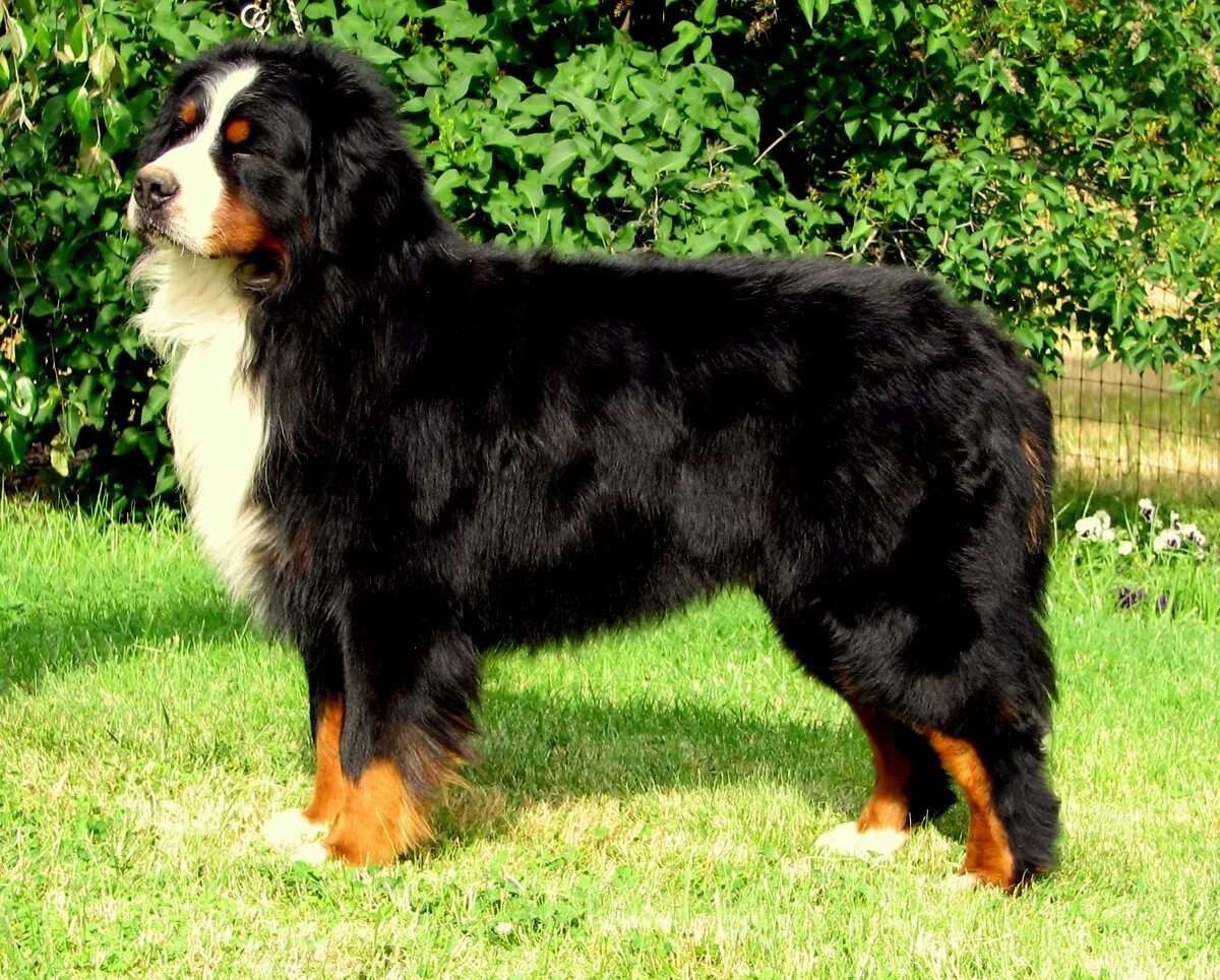 Овчарка зенненхунд фото Swiss Mountain Dog Long Hair on Sale www.ulthera.ru