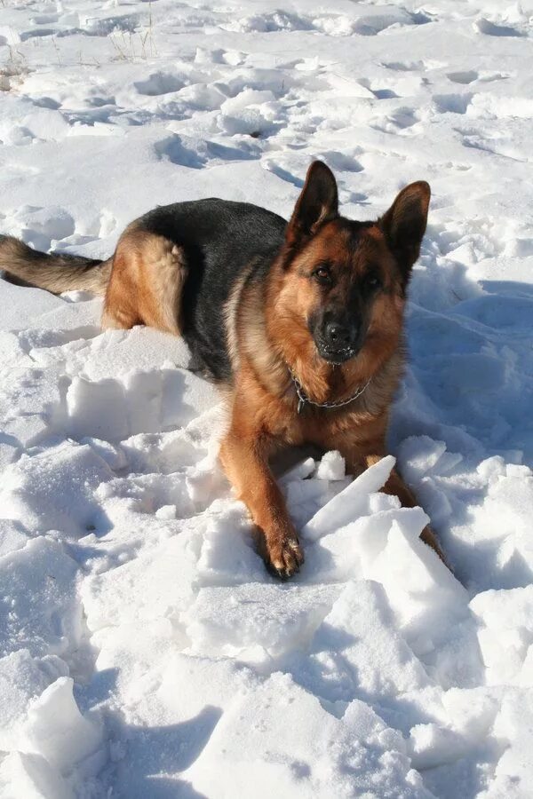 Овчарка зимой фото German Shepherd Stock 015 by EssenceOfPerception on deviantART Best dog training