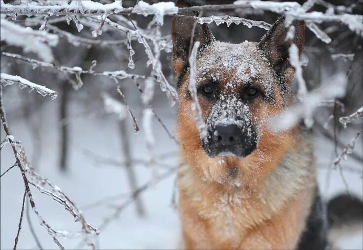 Овчарка зимой фото Pin on GSD German Shepherd Dog