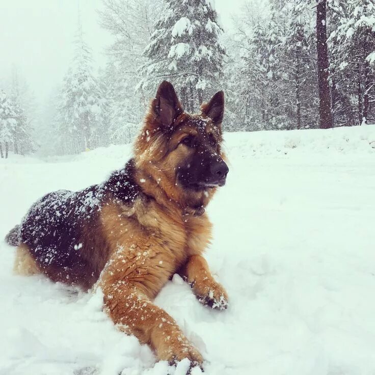 Овчарка зимой фото German Shepherd Dog GSD German shepherd dogs, Shepherd dog, German shepherd