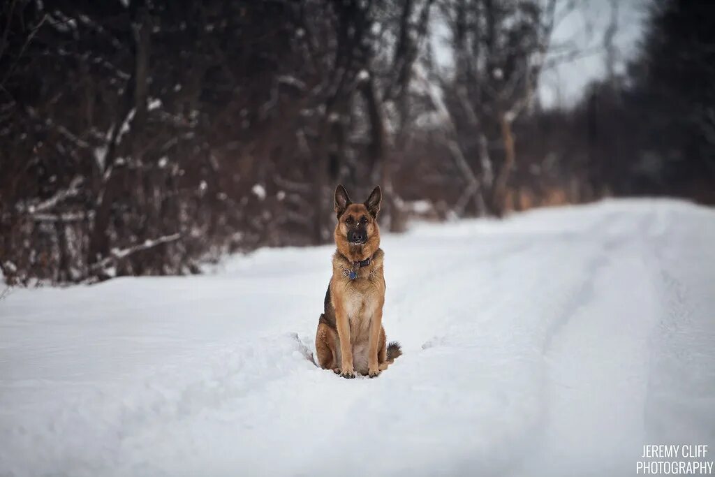 Овчарка зимой фото Mya Went for a walk in the woods after the snow storm with. Flickr