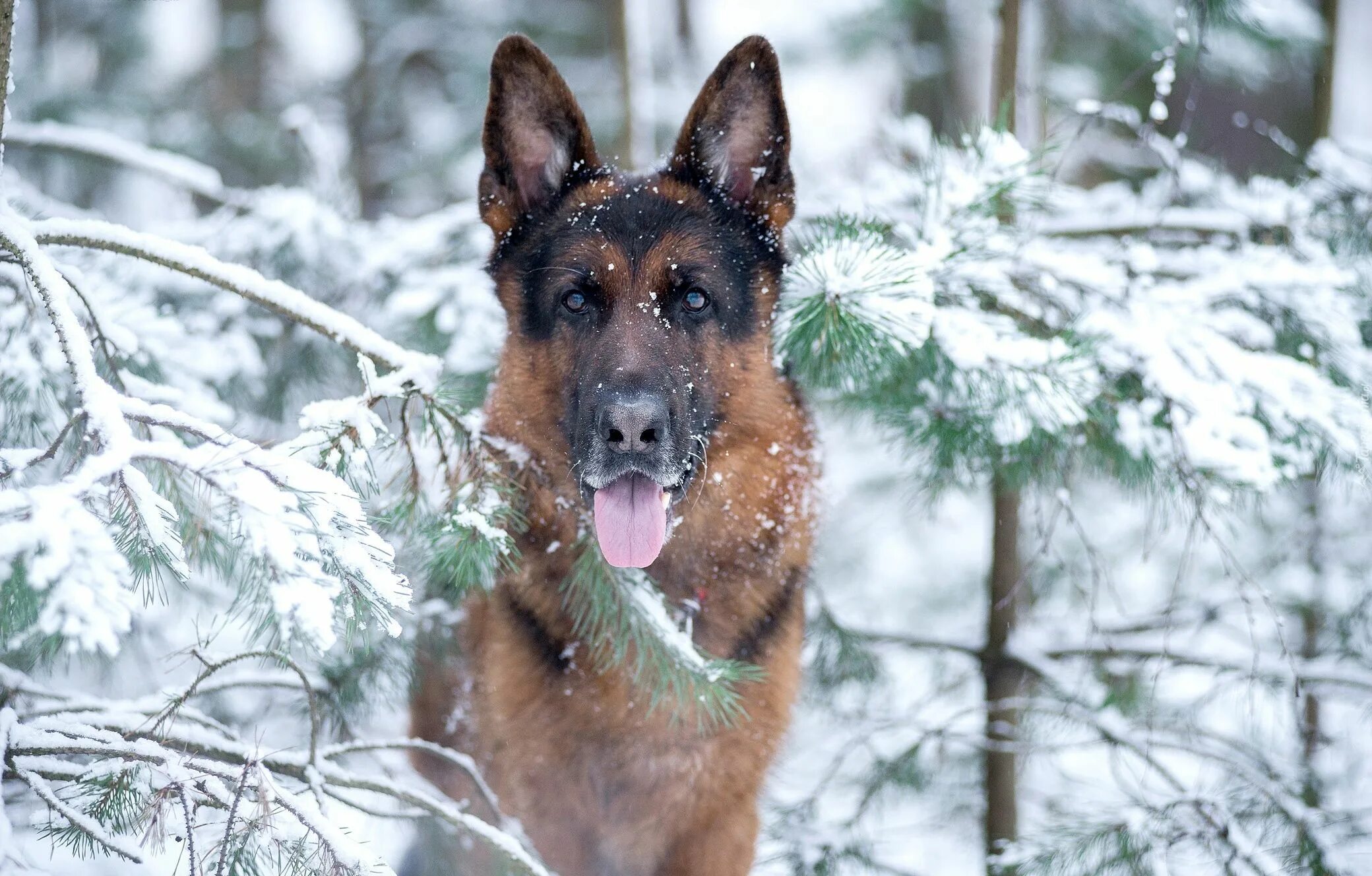 Овчарка зимой фото Zima, Zaśnieżone, Świerki, Owczarek niemiecki German shepherd dogs, Dogs, Cattle