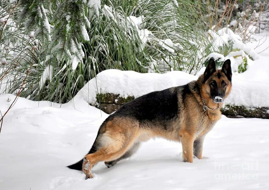 Овчарка зимой фото German Shepherd in the Snow German shepherd art, German shepherd, German shepher