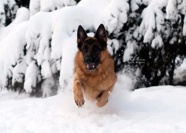 Овчарка зимой фото What does the dog smell like? The dog smells cold in the morning. The sky is eve
