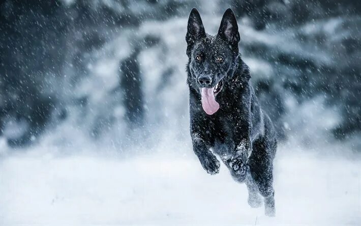 Овчарка зимой фото Download wallpapers Winter, Black German Shepherd, running dog, pets, black dog,