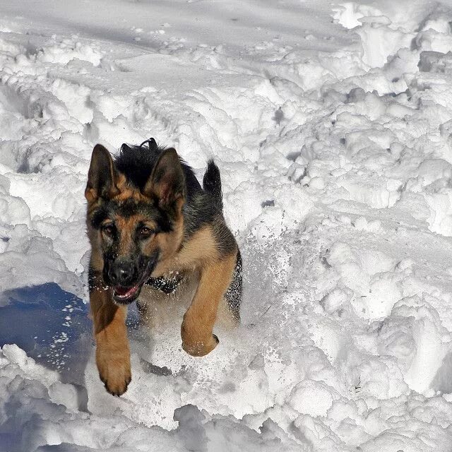 Овчарка зимой фото Passo del Lupo by Roby Ferrari, via Flickr Dogs, Dog pictures, German shepherd d