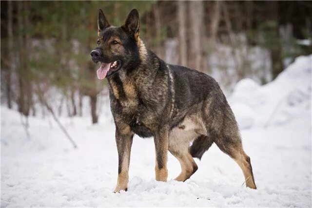 Овчарка зонарного окраса фото Пин на доске German Shepherds Собаки, Овчарка