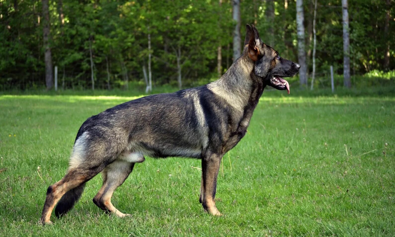 Овчарка зонарного окраса фото Pin on Future Dogs Sable german shepherd, German shepherd dogs, German shepherd 