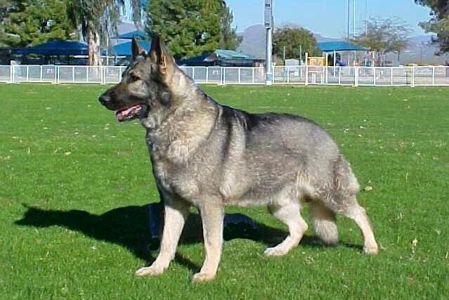Овчарка зонарного окраса фото Looks like my Nonna & Nonno's GSD Cindy 3 Silver sable german shepherd, Sable ge